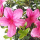 Bonsai im Freien - Rhododendron sp. - Rosa Azalee - 2/3