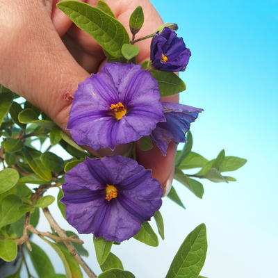 Zimmerbonsai - Enzianbaum-Solanum rantonnetii - 2