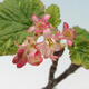 Bonsai im Freien - Blutmeruzalka - Ribes sanguneum - 2/4