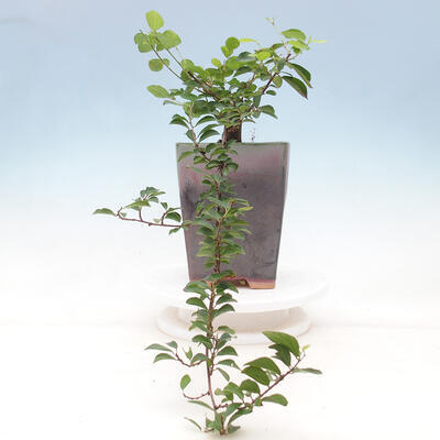 Zimmerbonsai - Grewia occidentalis - Lavendelstern - 2