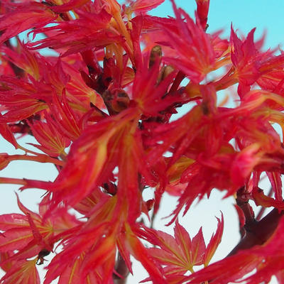 Im Freienbonsais - Acer palmatum Beni Tsucasa - japanischer Ahorn - 2