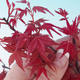 Bonsai im Freien - Ahornbaum - Acer palmatum DESHOJO - 2/2