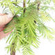 Bonsai im Freien - Metasequoia glyptostroboides - Chinesischer Metasequoia - 2/3