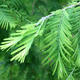 Outdoor Bonsai-GLOSSY - Metasequoia glyptostroboides - Chinesische Metasequoia VB2020-816 - 2/3