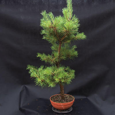Kiefer - Pinus sylvestris NO-3 - 2