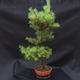 Kiefer - Pinus sylvestris NO-3 - 2/5