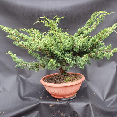 Juniper Juniperus chinensis čínský- NO-17 - 2