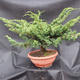Juniper Juniperus chinensis čínský- NO-17 - 2/4