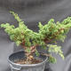 Juniper Juniperus chinensis čínský- NO-18 - 2/6