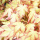 Bonsai im Freien - Acer palmatum Orange - 2/2