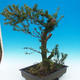 Yew - Taxus Bacata WO-11 - 2/6