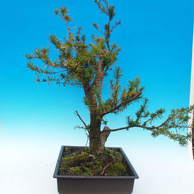 Yew - Taxus Bacata WO-06 - 2