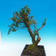 Yew - Taxus Bacata WO-07 - 2/5