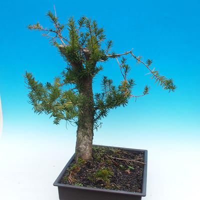 Yew - Taxus Bacata WO-09 - 2