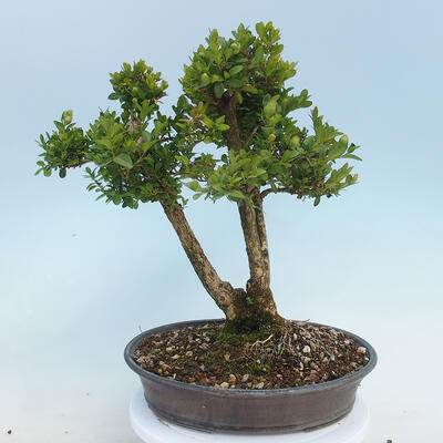 Outdoor-Bonsai - Buxus microphylla - Buchsbaum - 3