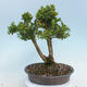 Outdoor-Bonsai - Buxus microphylla - Buchsbaum - 3/5
