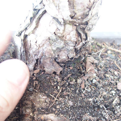 Pinus parviflora - Kleinblumige Kiefer VB2020-130 - 3