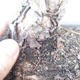 Pinus parviflora - Kleinblumige Kiefer VB2020-130 - 3/3