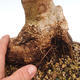 Indoor Bonsai - Olea europaea sylvestris -Oliva Europäisches kleines Blatt PB220628 - 3/5