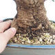 Indoor Bonsai - Olea europaea sylvestris -Oliva Europäisches kleines Blatt PB220629 - 3/5