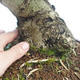 Indoor Bonsai - Olea europaea sylvestris -Oliva Europäisches kleines Blatt PB220635 - 3/5