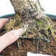 Indoor Bonsai - Olea europaea sylvestris -Oliva Europäisches kleines Blatt PB220636 - 3/5