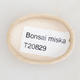 Mini Bonsai Schüssel 4,5 x 3,5 x 1,5 cm, beige Farbe - 3/3