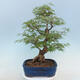 Acer palmatum - Palmahorn - 3/5