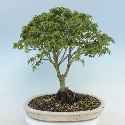 Acer palmatum KIOHIME - Palm-Ahorn - 3