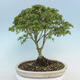 Acer palmatum KIOHIME - Palm-Ahorn - 3/5