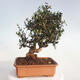 Indoor-Bonsai - Olea europaea sylvestris - Europäisches kleinblättriges Olivenöl - 3/6