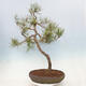 Bonsai im Freien - Pinus sylvestris - Waldkiefer - 3/4