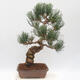 Bonsai im Freien - Pinus parviflora - White Pine - 3/4