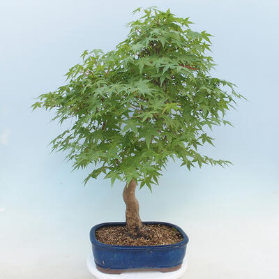 Acer palmatum - Palmahorn - 3