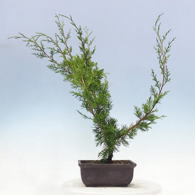 Outdoor-Bonsai - Juniperus chinensis Itoigawa-Chinesischer Wacholder - 3