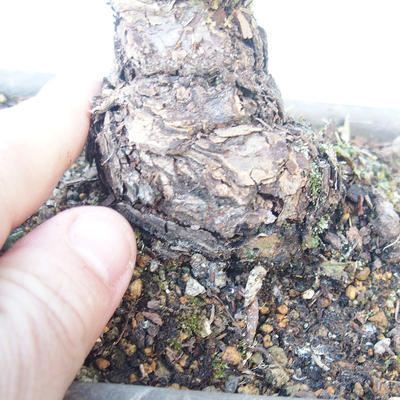 Pinus parviflora - Kleinblumige Kiefer VB2020-137 - 3