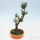 Zimmerbonsai - Buxus harlandii - Korkbuchsbaum - 3/6