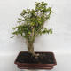 Indoor-Bonsai - Cudrania equisetifolia - 3/5