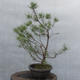 Yamadori - Pinus sylvestris - Waldkiefer - 3/4
