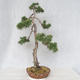 Bonsai im Freien - Pinus Sylvestris - Waldkiefer - 3/5