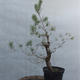 Yamadori - Pinus sylvestris - Waldkiefer - 3/4