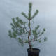 Yamadori - Pinus sylvestris - Waldkiefer - 3/3