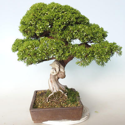 Bonsai im Freien - Juniperus chinensis Itoigava-chinesischer Wacholder - 3