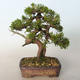 Bonsai im Freien - Juniperus chinensis Itoigava-chinesischer Wacholder - 3/4