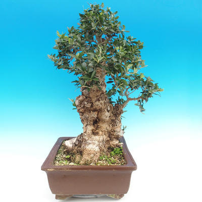 Innenbonsais - Olea europaea sylvestris - oliva europäisches kleines - 3