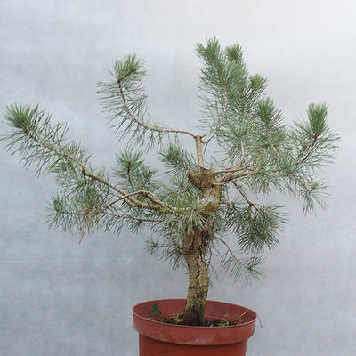 Yamadori - Pinus sylvestris - Waldkiefer - 3