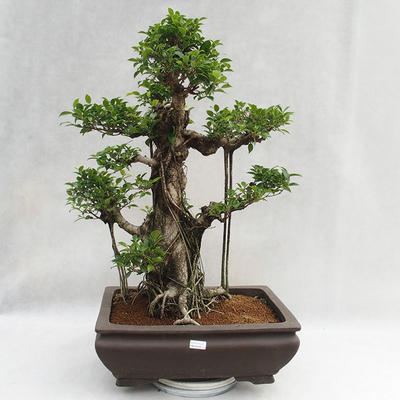 Innenbonsai - Ficus kimmen - kleiner Blattficus PB2191216 - 3