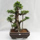 Innenbonsai - Ficus kimmen - kleiner Blattficus PB2191216 - 3/6