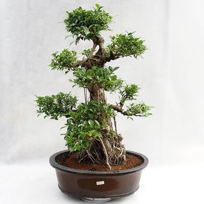 Indoor Bonsai - Ficus kimmen - kleiner Blattficus PB2191217 - 3