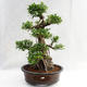 Indoor Bonsai - Ficus kimmen - kleiner Blattficus PB2191217 - 3/6